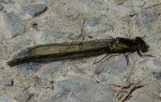 Red-eyed Damselfly.jpg