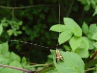 Nemophora degeerella Trench Wood 130610.jpg