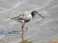 Spotted Redshank_0285.jpg