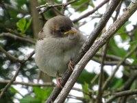 House Sparrow (juvenile) smll - Back garden, 17th May 2013.jpg