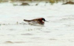 Red-Necked Phalarope  a.jpg