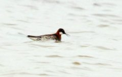 Red-Necked Phalarope b.jpg