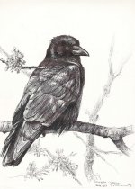 Carrion-crow.jpg