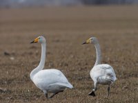 Whooper Swan (Cygnus cygnus)_1.jpg