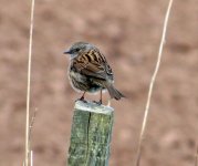 dunnock.JPG