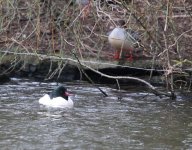 goosander.JPG