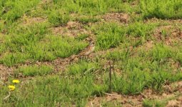 Chestnut-eared Bunting.jpg