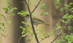 Eastern Crowned Warbler.jpg