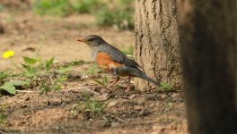 Grey-backed Thrush.jpg