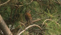 Pale Thrush.jpg