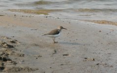 Common Sandpiper.jpg