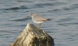 Grey-tailed Tattler.jpg