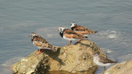 Ruddy Turnstone.jpg