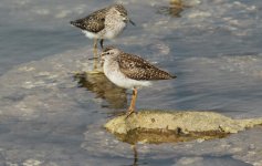 Wood Sandpiper.jpg