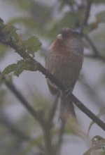 2013-05-05 Rusty-throated Parrotbill.jpg