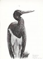 Black-stork.jpg