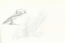 Great-white-pelican.jpg