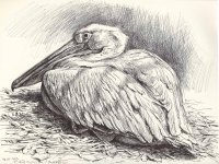 Great-white-pelican-resting.jpg