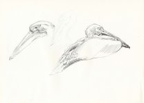 Great-white-pelicans-studie.jpg