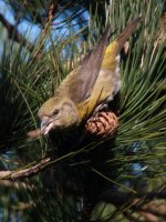 Crossbill5.jpg