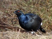 Black-Grouse11.jpg