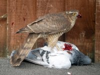 Sparrowhawk01.jpg