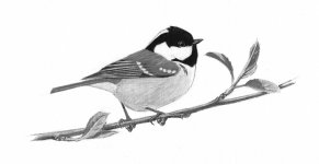 coal tit reduced.jpg