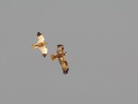 Marsh Harrier (Circus aeruginosus)_4.jpg