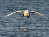 Mute Swan (Cygnus olor)_6.jpg