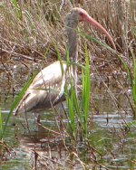 maybe a juvenile ibis.jpg