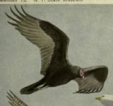 turkey vulture.jpg