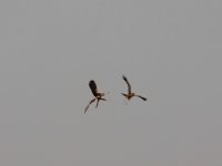 Marsh Harrier (Circus aeruginosus)_7.jpg