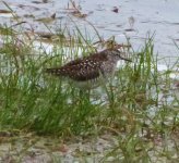 rnp woodsand may13.JPG