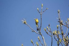 Yellowhammer.jpg