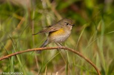 IMG_2013-04-19_07704_Red-flanked Bluetail_Yangkou.jpg