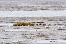 IMG_2013-04-19_07725_Red-necked Stint__roost_Yangkou.jpg