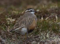 Dotterel_Cairngorm_080613a.jpg