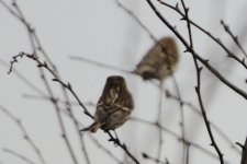 redpoll3.jpg