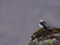 Snow Bunting_Cairngorm_080613a.jpg