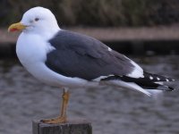 Gull_7166s.jpg