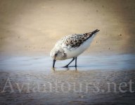 Sanderling.jpg