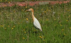 Cattle Egret.jpg