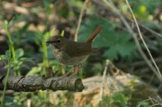 Swinhoe's Robin.jpg