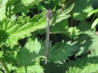 Azure Damselfy (fem) smllr - Hillditch Pool, 25th May 2013 resize.jpg