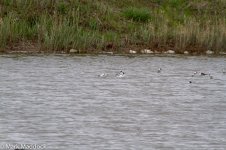 IMG_2013-04-20_07907_Avocets & Black-winged Stilts_Small Fish Ponds_Yangkou.jpg