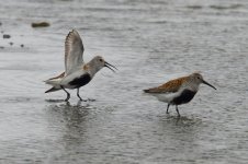 Dunlin Nikolskoye Bering Is Commander Islands Russia AR-042.JPG