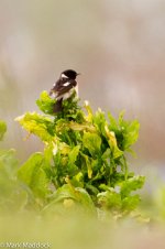 IMG_2013-04-20_08096_Siberian Stonechat_Large Fishponds_Yangkou.jpg