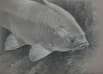 Carp-fish.jpg