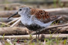 800px-Calidris-alpina-hudsonia-001_edit.jpg