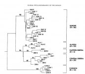 dunlin phylogeography.jpg